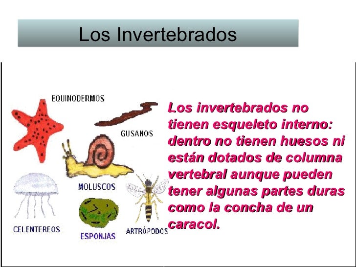 Tipos de Animales y sus Características