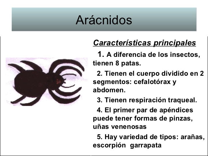 Resultado de imagen para caracteristicas de los aracnidos para niños