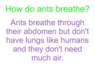 How do ants breathe? Ants breathe through their abdomen but don't have lungs like humans and they don't need much air.