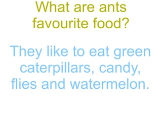 What are ants favourite food? They like to eat green caterpillars, candy, flies and watermelon.