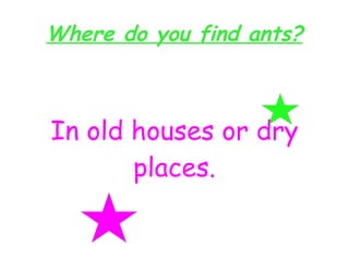 Where do you find ants? In old houses or dry places.