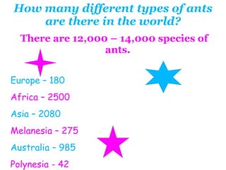 How many different types of ants are there in the world? There are 12,000 – 14,000 species of ants. Europe – 180