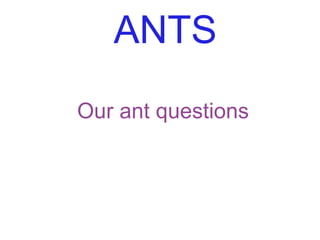 ANTS Our ant questions 