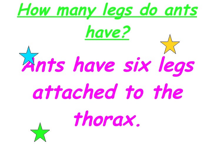 How many legs do ants have?