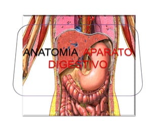 ANATOMIA  APARATO DIGESTIVO 