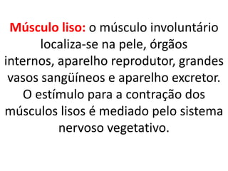 Músculo liso: o músculo involuntário localiza-se na pele, órgãos internos, aparelho reprodutor, grandes vasos sangüíneos e aparelho excretor. O estímulo para a contração dos músculos lisos é mediado pelo sistema nervoso vegetativo.