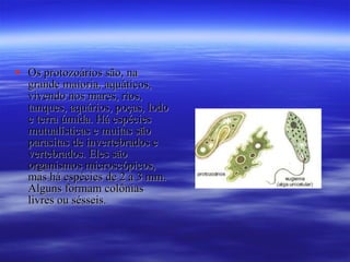 Os protozoários são, na grande maioria, aquáticos, vivendo nos mares, rios, tanques, aquários, poças, lodo e terra úmida. Há espécies mutualísticas e muitas são parasitas de invertebrados e vertebrados. Eles são organismos microscópicos, mas há espécies de 2 a 3 mm. Alguns formam colônias livres ou sésseis. 