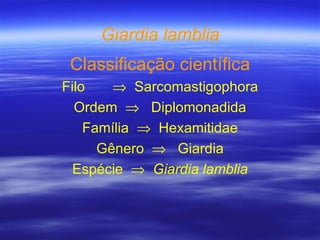 Giardia lamblia Classificação científica Filo     Sarcomastigophora Ordem     Diplomonadida Família     Hexamitidae Gênero     Giardia Espécie     Giardia lamblia 