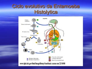 Ciclo evolutivo da Entamoeba Histolytica 