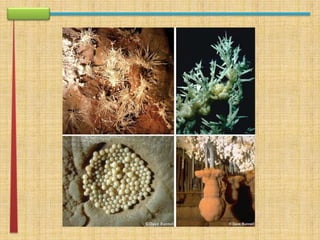 apresentação rework