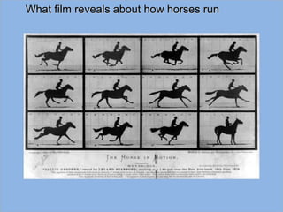 What film reveals about how horses run 