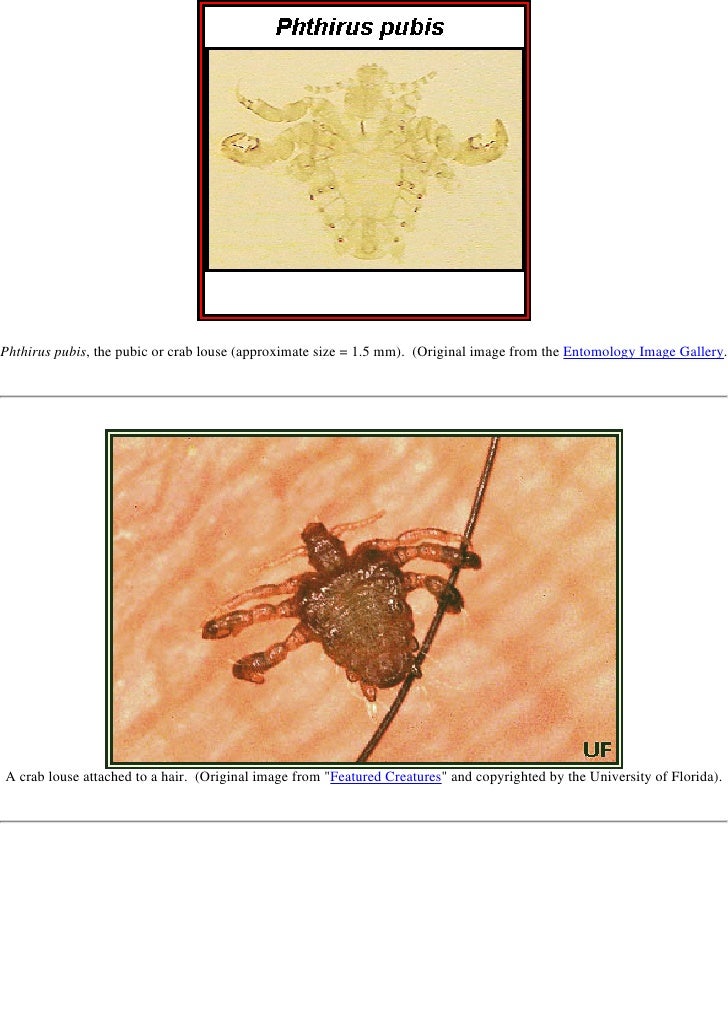 A Colour Atlas Of Medical Entomology