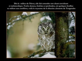 Dès le  milieu de l’hiver, elle fait entendre son chant envoûtant  et mélancolique. Forêts denses, fraîches et profondes, où quelques feuillus  se mêlent aux conifères, voilà le royaume de la discrète chouette de Tengmalm 