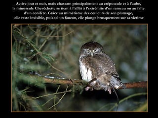 Active jour et nuit, mais chassant principalement au crépuscule et à l’aube,  la minuscule Chevêchette se tient à l’affût à l’extrémité d’un rameau ou au faîte  d’un conifère. Grâce au mimétisme des couleurs de son plumage,  elle reste invisible, puis tel un faucon, elle plonge brusquement sur sa victime 