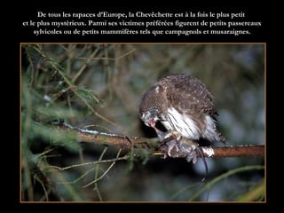 De tous les rapaces d’Europe, la Chevêchette est à la fois le plus petit  et le plus mystérieux. Parmi ses victimes préférées figurent de petits passereaux sylvicoles ou de petits mammifères tels que campagnols et musaraignes. 