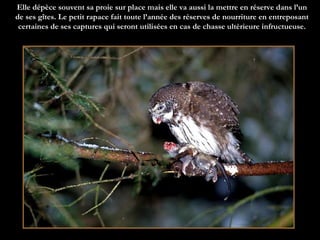 Elle dépèce souvent sa proie sur place mais elle va aussi la mettre en réserve dans l’un de ses gîtes. Le petit rapace fait toute l’année des réserves de nourriture en entreposant certaines de ses captures qui seront utilisées en cas de chasse ultérieure infructueuse. 