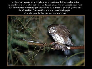 La chouette pygmée se retire dans les versants nord des grandes forêts  de conifères, c’est le plus petit oiseau de nuit et ses mœurs discrètes rendent  son observation aussi rare que chanceuse. Elle passe la journée gîtée dans  la pénombre d’un conifère, sur une branche dégagée  d’où elle peut facilement prendre son envol 
