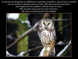 La chouette de Tengmalm est difficilement repérable lorsqu’elle se tient, de jour, immobile sur une branche ou plaquée contre un tronc. Elle aime somnoler des heures  dans l’épaisseur d’un conifère ou blottie contre un tronc.  Plus nocturne encore que les autres chouettes,  elle entre en activité qu’à la nuit complète. 