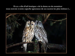 Et ce « clin d’œil ironique » de la dame ou du monsieur  nous renvoie à notre superbe ignorance de ses secrets les plus intimes !...   