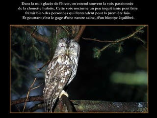 Dans la nuit glacée de l’hiver, on entend souvent la voix passionnée  de la chouette hulotte. Cette voix nocturne un peu inquiétante peut faire frémir bien des personnes qui l’entendent pour la première fois.  Et pourtant c’est le gage d’une nature saine, d’un biotope équilibré. 