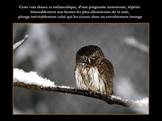 Cette voix douce et mélancolique, d’une poignante monotonie, répétée inlassablement aux heures les plus silencieuses de la nuit,  plonge inévitablement celui qui les écoute dans un envoûtement étrange 