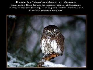 Des pattes fourrées jusqu’aux ongles, une vie retirée, secrète,  perdue dans le dédale des rocs, des troncs, des mousses et des ramures,  la chouette Chevêchette est capable de se glisser sans bruit à travers la nuit dans un vol totalement silencieux.   