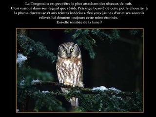 La Tengmalm est peut-être le plus attachant des oiseaux de nuit.  C’est surtout dans son regard que réside l’étrange beauté de cette petite chouette  à la plume duveteuse et aux teintes indécises. Ses yeux jaunes d’or et ses sourcils relevés lui donnent toujours cette mine étonnée.  Est-elle tombée de la lune ? 
