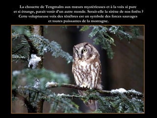 La chouette de Tengmalm aux mœurs mystérieuses et à la voix si pure  et si étrange, parait venir d’un autre monde. Serait-elle la sirène de nos forêts ? Cette voluptueuse voix des ténèbres est un symbole des forces sauvages  et toutes puissantes de la montagne. 