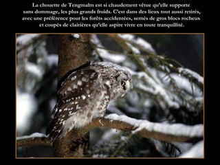 La chouette de Tengmalm est si chaudement vêtue qu’elle supporte  sans dommage, les plus grands froids. C’est dans des lieux tout aussi retirés, avec une préférence pour les forêts accidentées, semés de gros blocs rocheux  et coupés de clairières qu’elle aspire vivre en toute tranquillité. 