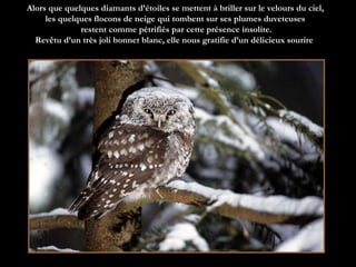 Alors que quelques diamants d’étoiles se mettent à briller sur le velours du ciel, les quelques flocons de neige qui tombent sur ses plumes duveteuses  restent comme pétrifiés par cette présence insolite. Revêtu d’un très joli bonnet blanc, elle nous gratifie d’un délicieux sourire  