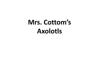 Mrs. Cottom’sAxolotls 