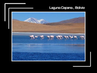 Laguna Capana , Bolivie 