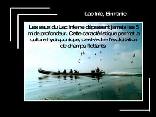 Lac Inle, Birmanie Les eaux du Lac Inle ne dépassent jamais les 5 m de profondeur. Cette caractéristique permet la culture hydroponique, c'est-à-dire l'exploitation de champs flottants   
