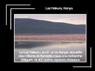 Lac Nakura, Kenya Le Lac Nakuru, au cœur du Kenya, accueille des millions de flamants roses à la recherche d'algues, et 400 autres espèces d'oiseaux 
