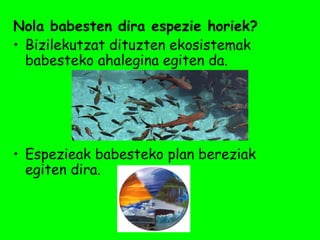 Nola babesten dira espezie horiek?
• Bizilekutzat dituzten ekosistemak
  babesteko ahalegina egiten da.




• Espezieak babesteko plan bereziak
  egiten dira.
 