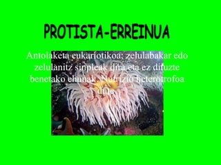 Antolaketa eukariotikoa; zelulabakar edo
  zelulanitz sinpleak dira eta ez dituzte
 benetako ehunak. Nutrizio heterotrofoa
                   dute.
 