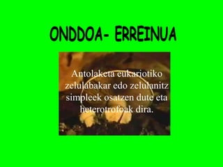 Antolaketa eukariotiko
zelulabakar edo zelulanitz
simpleek osatzen dute eta
    heterotrofoak dira.
 