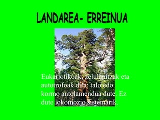 Eukariotikoak, zelulanitzak eta
autotrofoak dira; talo edo
kormo antolamendua dute. Ez
dute lokomozio sistemarik.
 