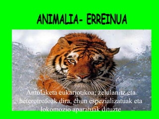 Antolaketa eukariotikoa; zelulanitz eta
heterotrofoak dira, ehun espezializatuak eta
        lokomozio aparatuak dituzte
 