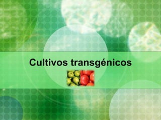 Cultivos transgénicos 