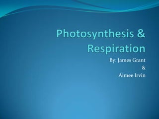Photosynthesis & Respiration By: James Grant  & Aimee Irvin 