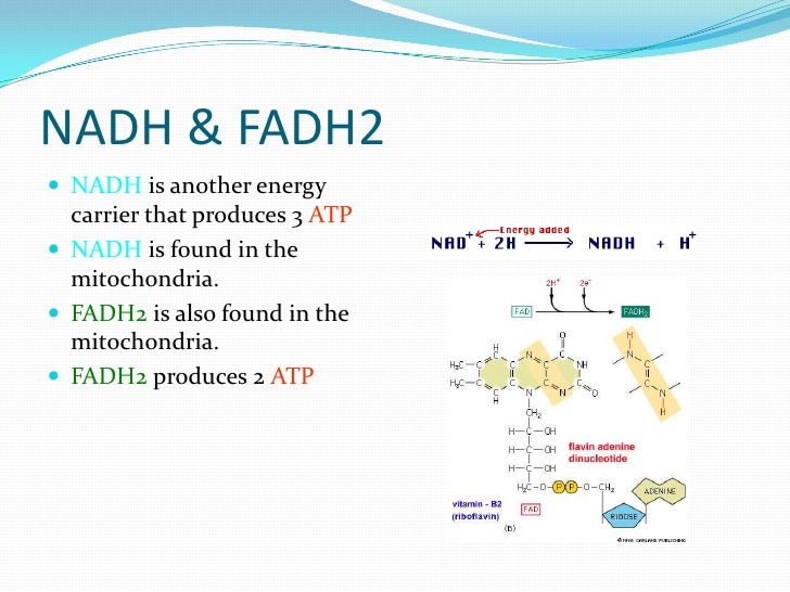 Photosynthesis To Respiration photosynthesis-to-respiration