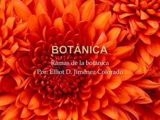 Botánica  Ramas de la botánica Por: Elliot D. Jiménez Colorado 