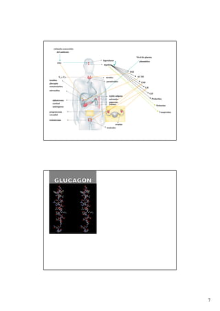 estímulos sensoriales
        del ambiente

                                                         Nivel de glucosa
                            hipotálamo                      plasmática
        SNC
                            hipófisis


                                                   TSH

         T4 y T3              tiroides                   ACTH
insulina
                               paratiroides                  FSH
glucagón
somatostatina
                                                                  LH
adrenalina
                                                                       GH
                                  tejido adiposo
                                  adrenales                              Prolactina
   aldosterona
                                  páncreas
   cortisol                       riñones
                                                                             Ocitocina
   andrógenos

progesterona                                                                    Vasopresina
estradiol

testosterona

                                         ovarios
                               testículos




                                                                                              7
 