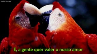 Araquém  AlcântaraÉ, a gente quer valer o nosso amor