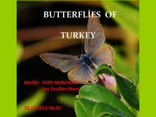 BUTTERFLİES OF

               TURKEY




MUSİC: YVES MONTAND
       Les Feuilles Mort


18.11.2011 04:42
 
