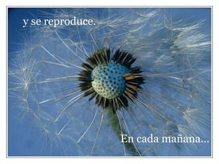 y se reproduce.




                  En cada mañana...
 