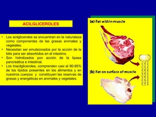ACILGLICEROLES <ul><li>Los acilgliceroles se encuentran en la naturaleza como componentes de las grasas animales y vegetal...