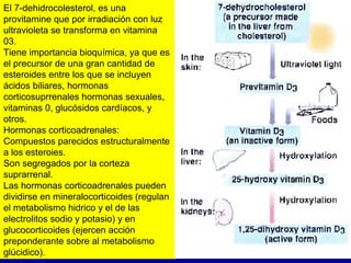 El 7-dehidrocolesterol, es una provitamine que por irradiación con luz ultravioleta se transforma en vitamina 03. Tiene im...
