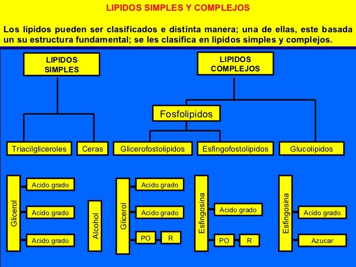 Resultado de imagen para CARBOHIDRATOS LIPIDOS Y PROTEINAS ACIDOS NUCLEICOS